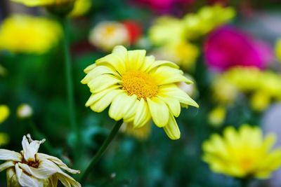 Close-up of yellow flowering plant