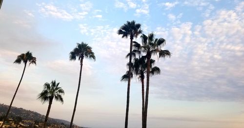 Low angle view of palm trees against sky