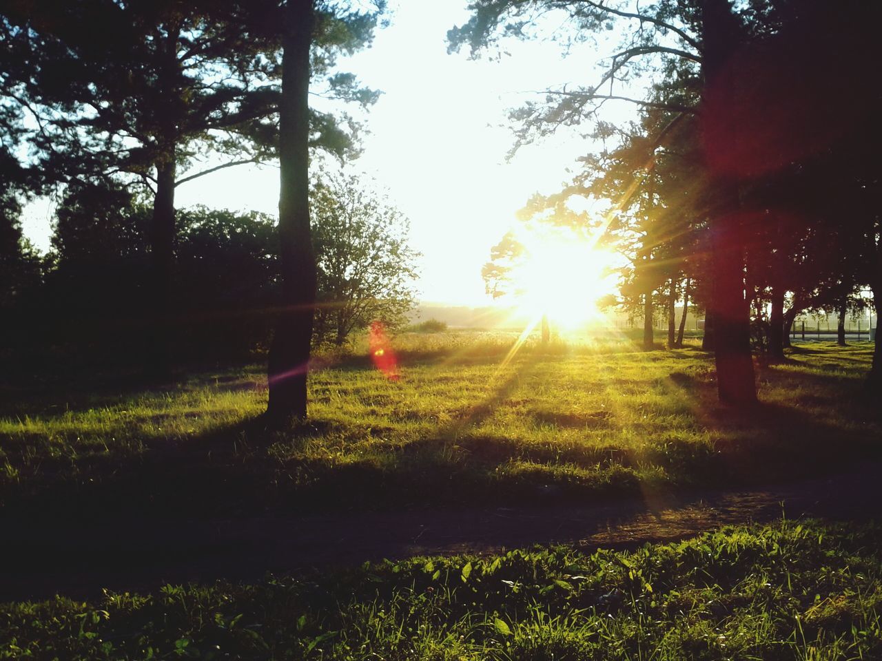 sun, tree, sunlight, sunbeam, grass, tranquility, tranquil scene, lens flare, field, landscape, growth, scenics, sunset, beauty in nature, nature, grassy, sky, back lit, idyllic, green color