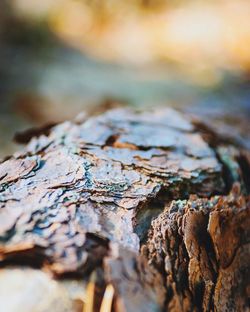 Close-up of wood