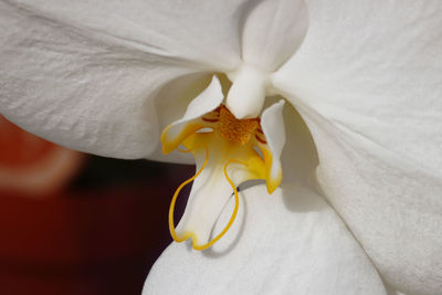 Close-up of white rose flower