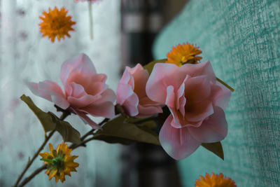 Close-up of pink flowering plant