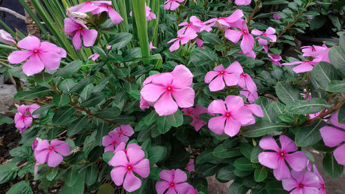Close-up of pink flowering plants