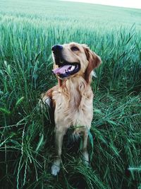 Dog lying on land