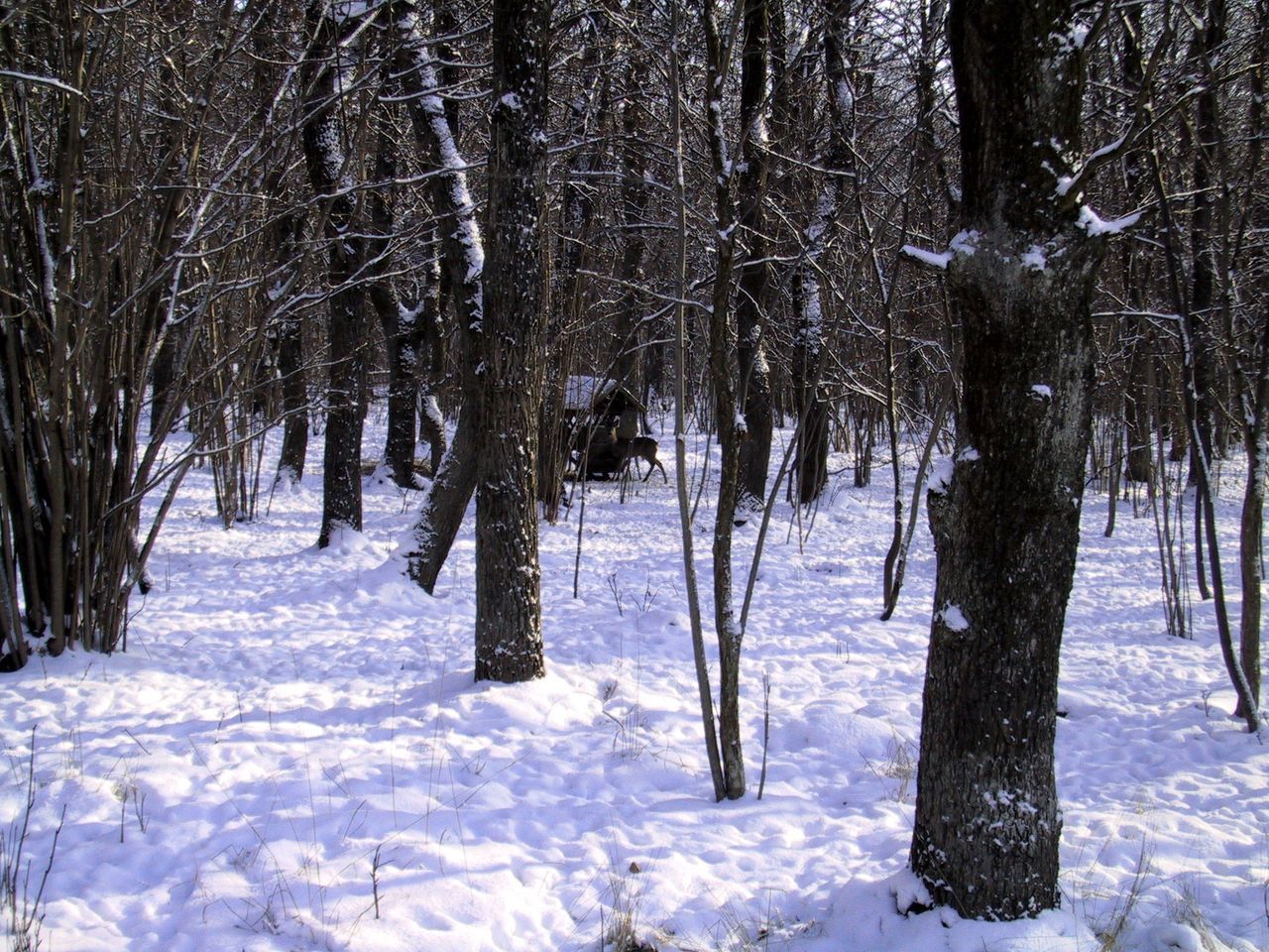 SNOW COVERED TREES IN FOREST