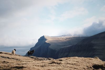 Mammals standing on mountain against sky