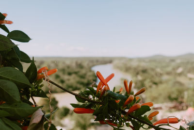 Close-up of flowering plant against sea