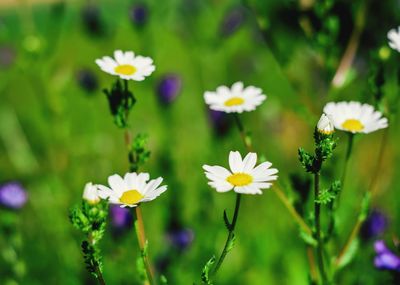 Close-up of white flowering plant on field