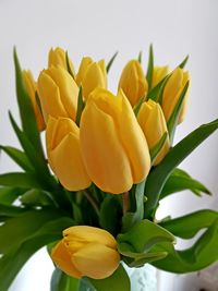 Close-up of yellow tulip