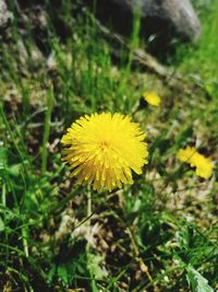 Close-up of yellow flower blooming in field