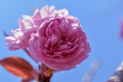 Close-up of pink rose flower