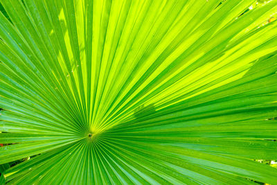 Full frame shot of palm leaf