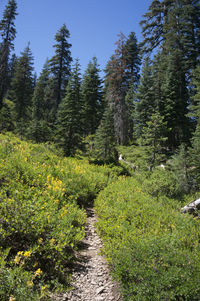 Footpath amidst trees in forest against clear sky