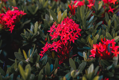 Close-up of red flowering plants