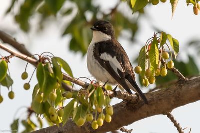 Low angle view of bird perching on tree