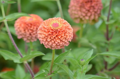 Close-up of flowering plant