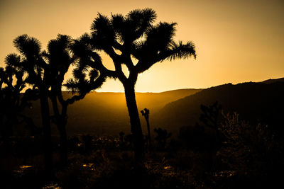 Silhouette trees on landscape against sky during sunset