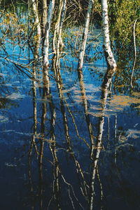 Reflection of bare trees in lake