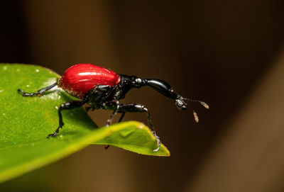 Close-up of insect on plant