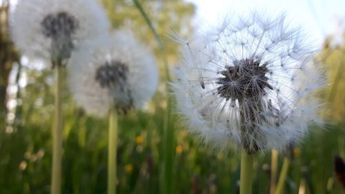 Close-up of dandelion on plant