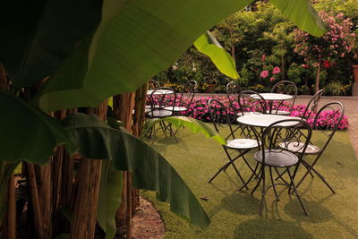 Banana tree growing by tables and chairs at restaurant