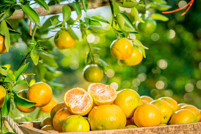 Close-up of fruits on tree