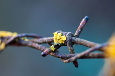 branch