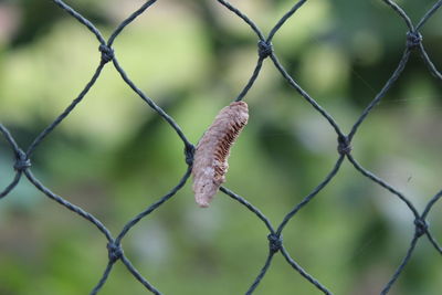 Close-up of a chainlink fence