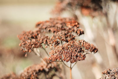 Dry plants on the backgroung. natur pattern with neutral colors. minimalism trend concept.