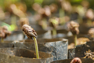 Close-up of food on plant