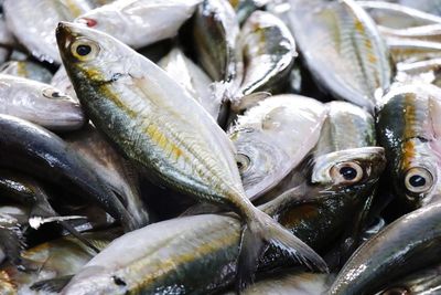 Close-up of fish for sale in market