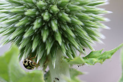 Close-up of cactus growing in potted plant