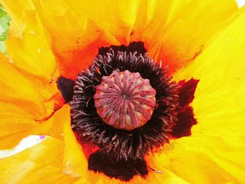 Macro shot of yellow flower