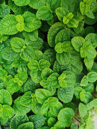 Full frame shot of green leaves