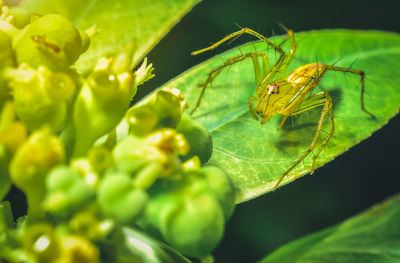 Close-up of insect on leaves