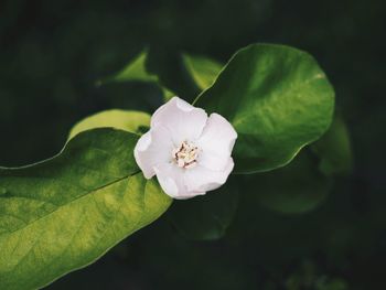 Close-up of white flower