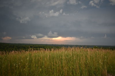 Scenic view of wheat field against sky