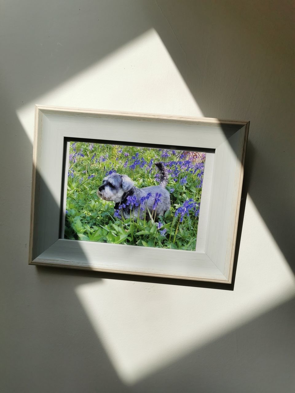 picture frame, indoors, shadow, no people, art, technology, studio shot, nature, plant, flower, sunlight