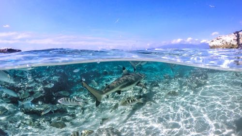 Fish swimming in sea against sky