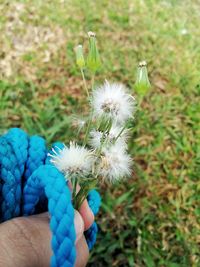 Close-up of dandelion flowers