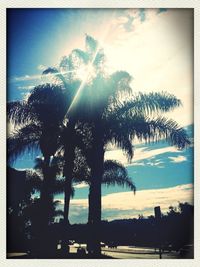 Low angle view of palm trees against sky