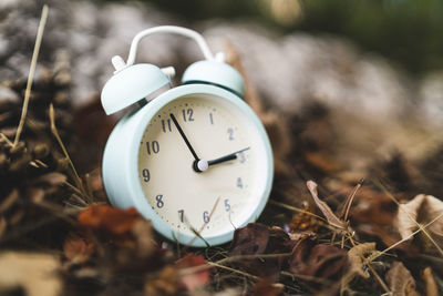 Close-up of clock on plant at field