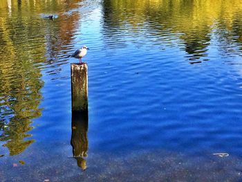 Bird flying over lake