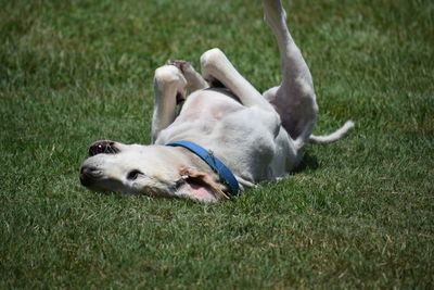 Close-up of dog playing on grass