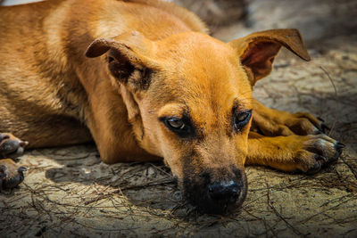 Close-up portrait of a dog