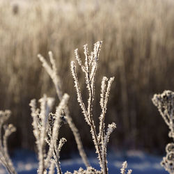 Close-up of frozen plant on field