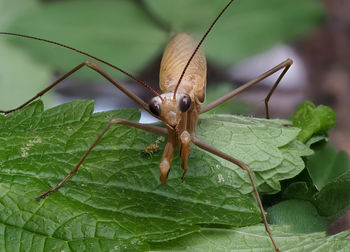 Close-up of insect on leaf