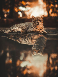 Cat relaxing on land