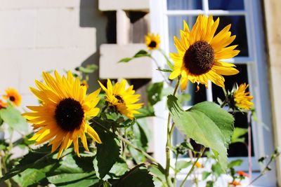 Close-up of yellow flowering plant