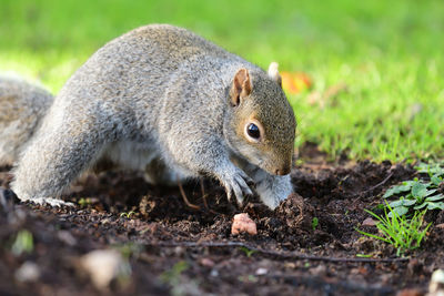 Close-up of squirrel eating grass